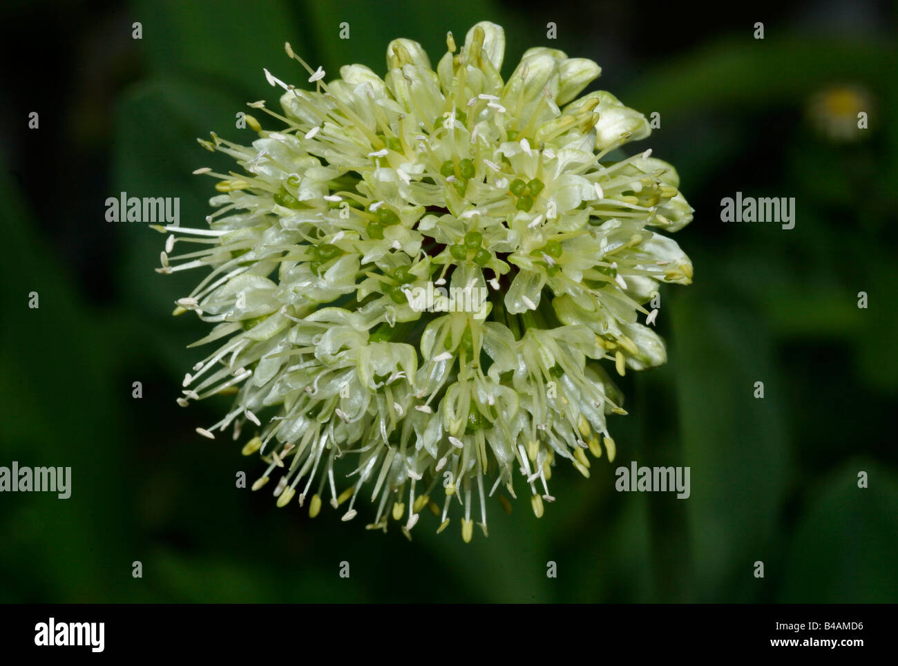 botany, onion, allium 'Gladiator' (Allium victorialis), bloom, Additional-Rights-Clearance-Info-Not-Available Stock Photo