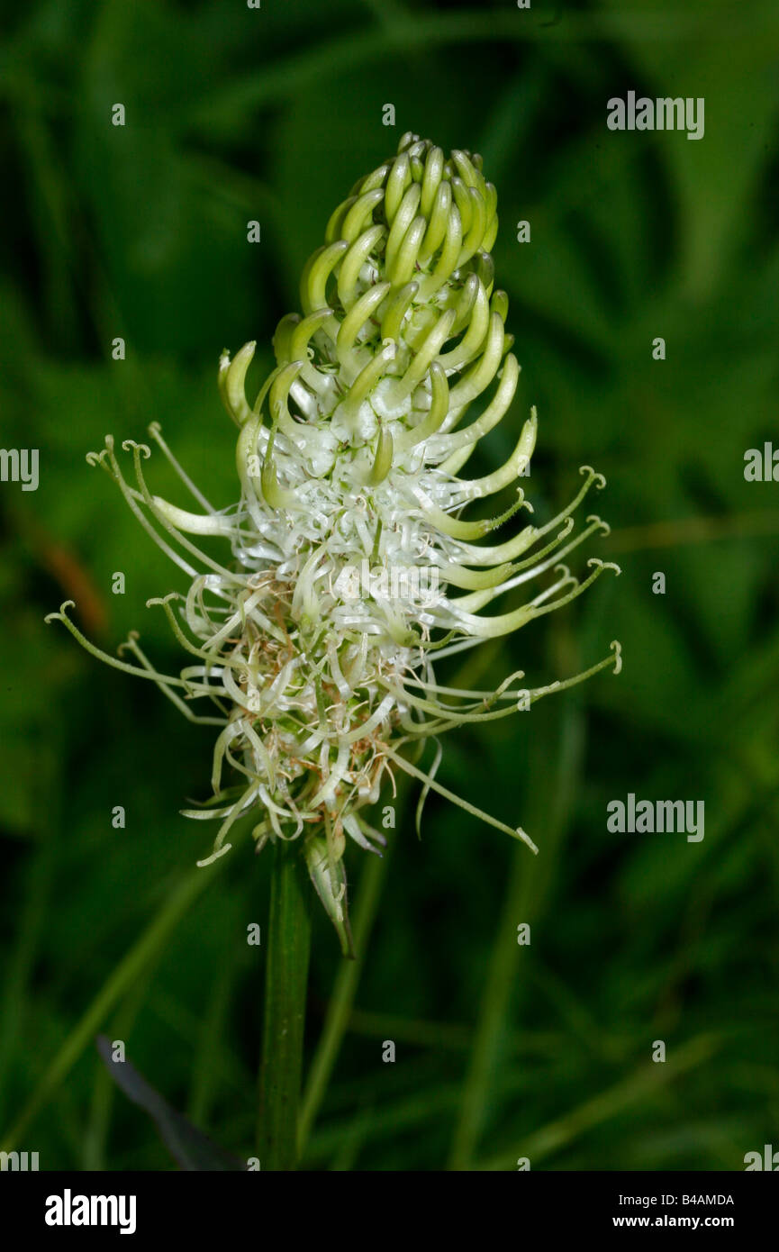botany, Rampion, (Phyteuma), White Rampion, (Phyteuma spicatum), blossom, detail, close-up, Additional-Rights-Clearance-Info-Not-Available Stock Photo