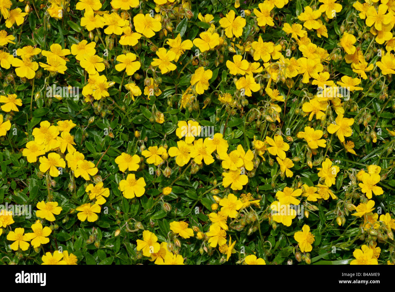 botany, sunrose, (Helianthemum), species: 'White Rockrose', (Helianthemum apennium), yellow blooms, Additional-Rights-Clearance-Info-Not-Available Stock Photo