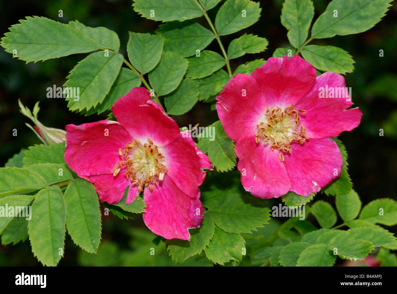botany, Alpine Rose, (Rosa pendulina), pink blossoms, detail, close-up, Additional-Rights-Clearance-Info-Not-Available Stock Photo