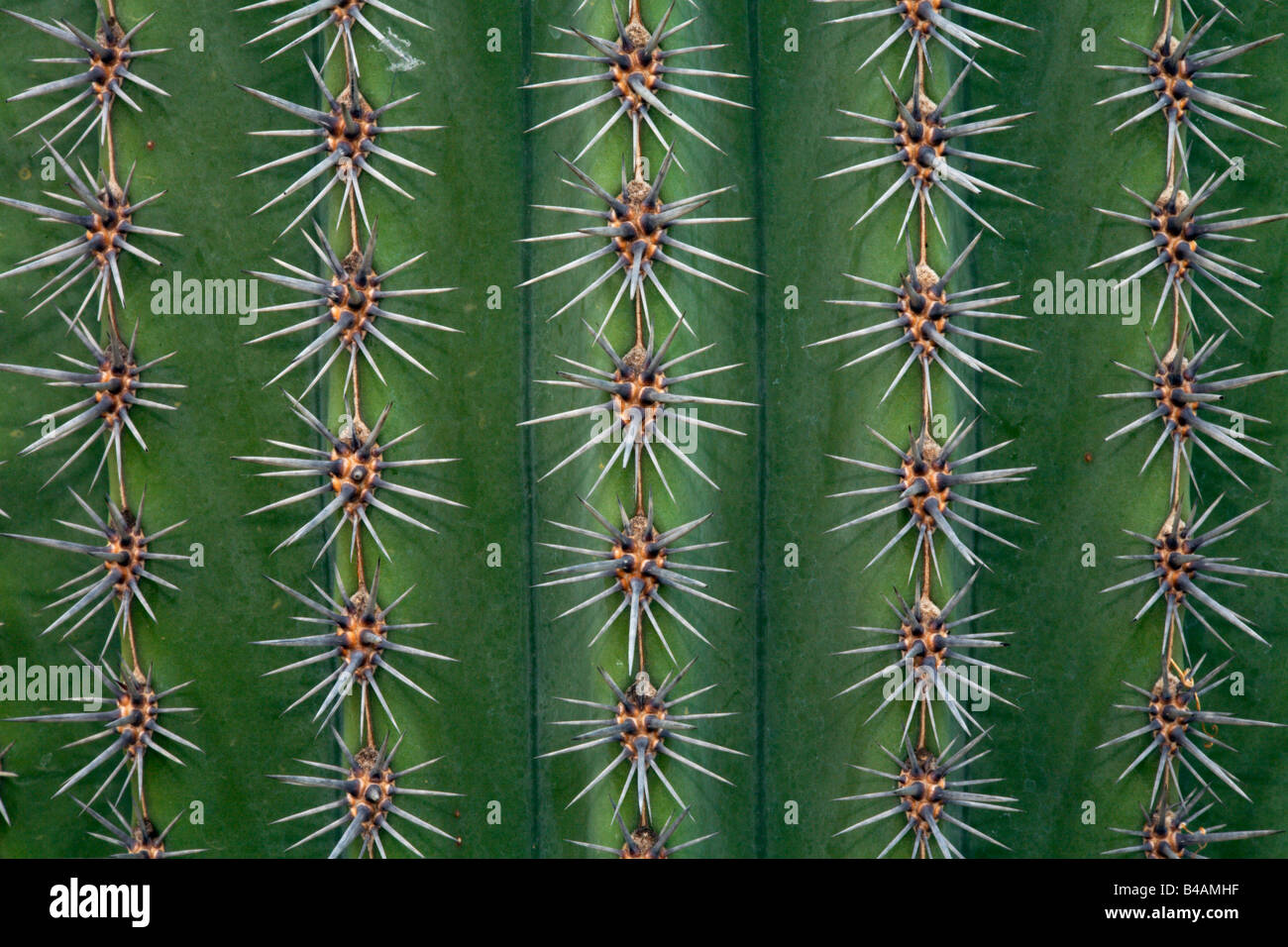 cactus  prickle close up Stock Photo