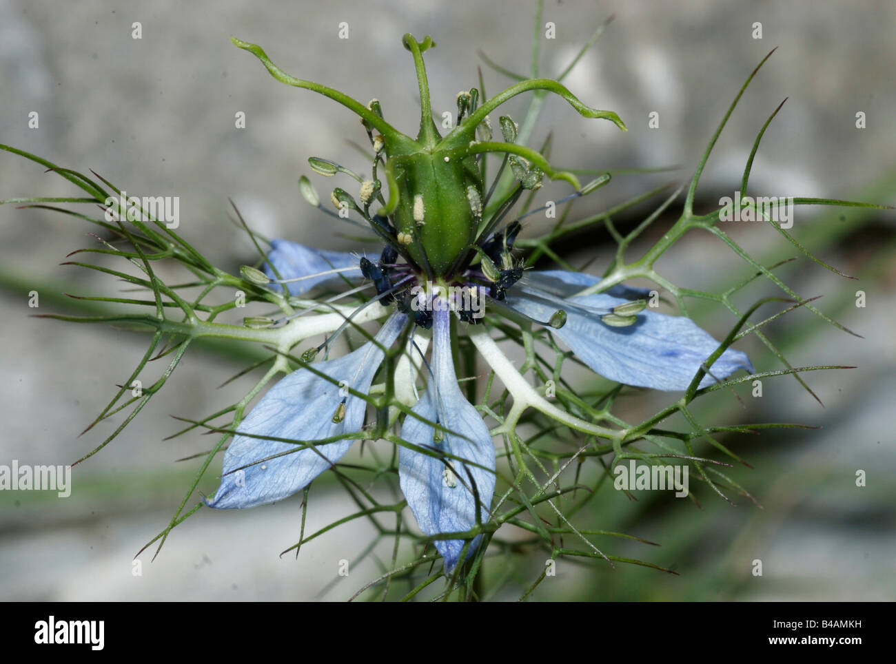 botany, buttercup family (Ranunculaceae), 'Love-in-a-mist' (Nigella damascena), bloom, Additional-Rights-Clearance-Info-Not-Available Stock Photo