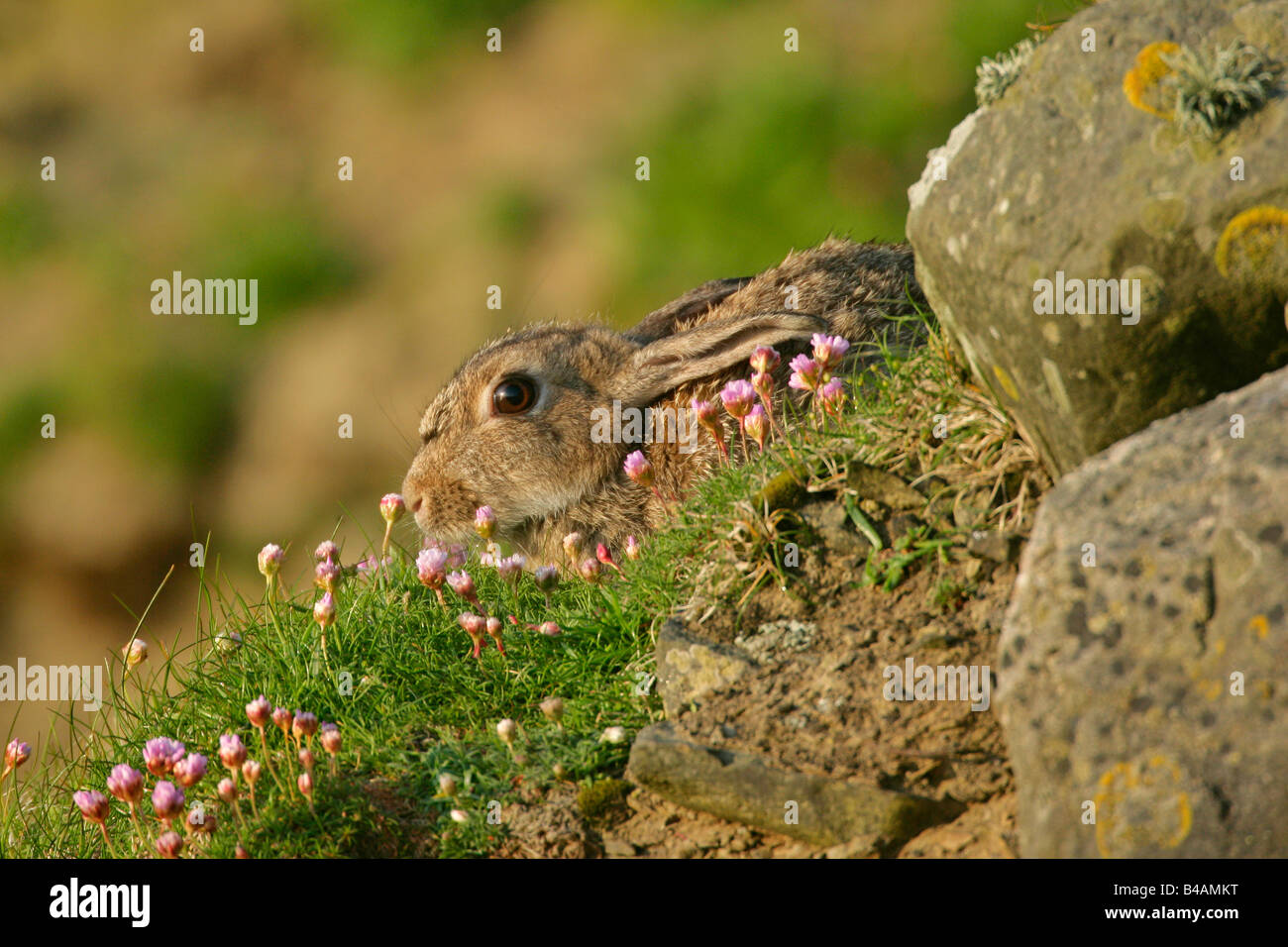 Rabbit Oryctolagus cuniculus sitting in front of burrow amidst blooming Sea Pink Sumburgh Head RSPB Reserve South Mainland Stock Photo