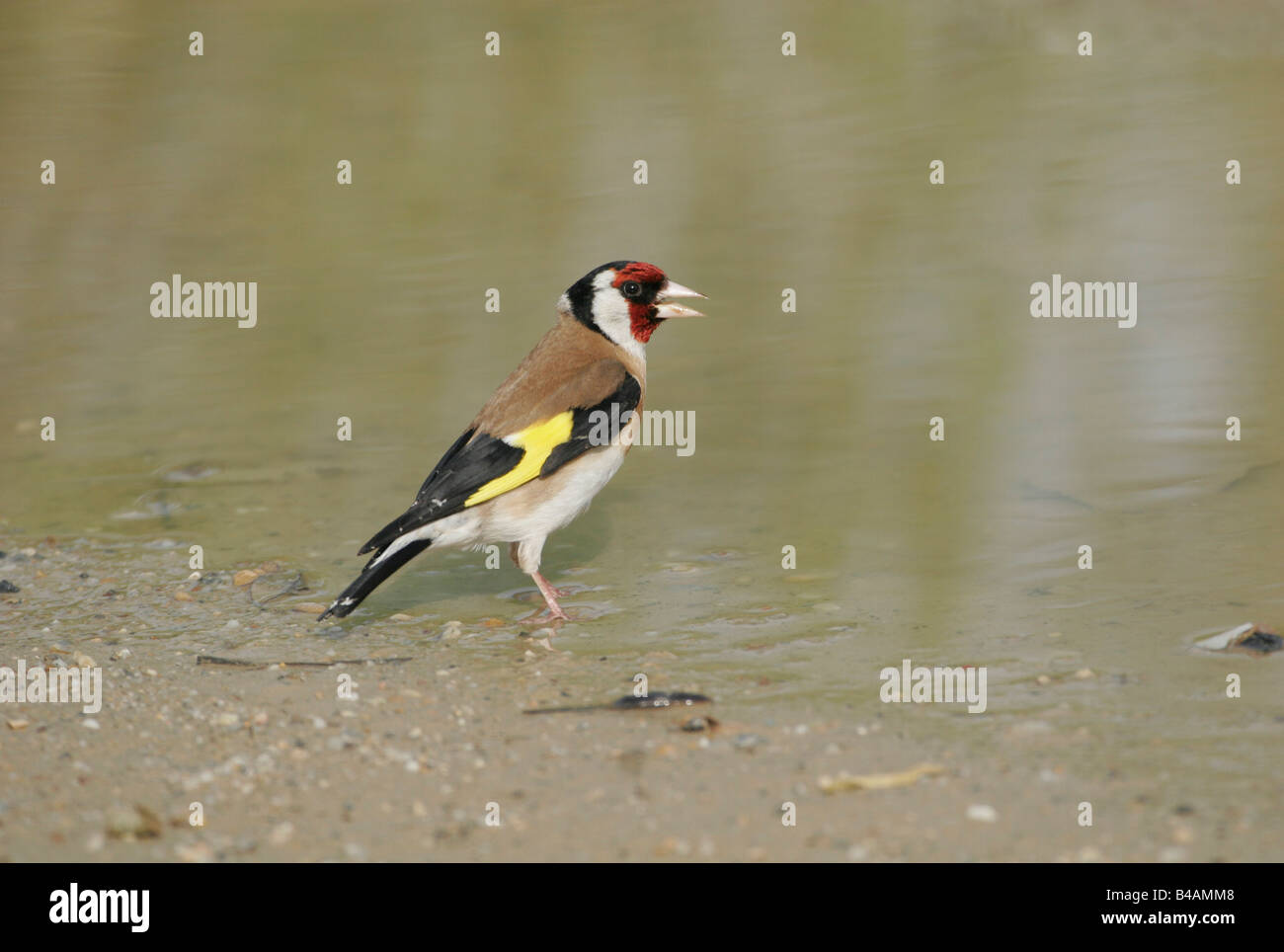 Zoology / Animals, Avian / Birds, European Goldfinch, (Carduelis ...