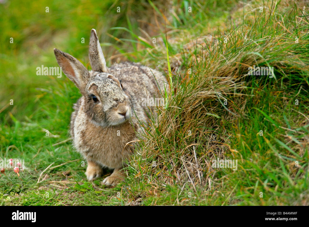 Rabbit burrow hires stock photography and images Alamy