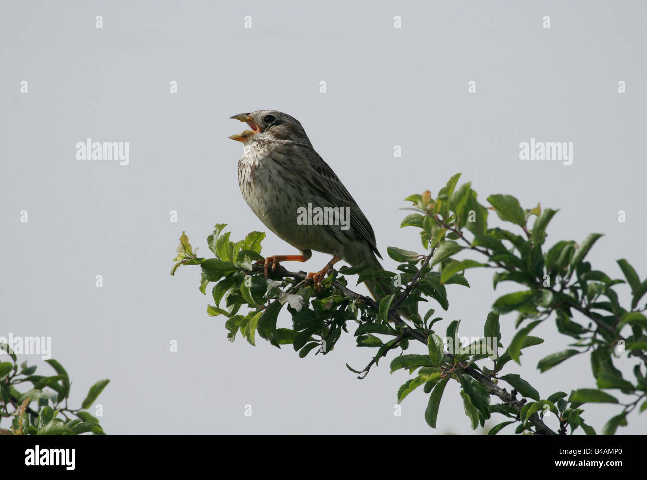 zoology / animals, avian / birds, Corn Bunting, (Emberiza calandra), sitting on branch, Neusiedler See, Austria, distribution: Northern and Western Africa, Europe, Eastern to Middle East, Additional-Rights-Clearance-Info-Not-Available Stock Photo