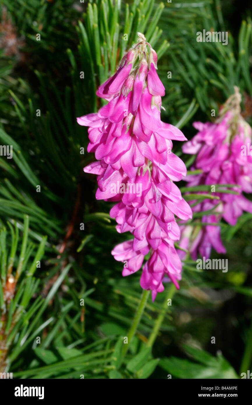 botany, Sweetvetch (Hedysarum), Hedysarum alpinum, bloom, Additional-Rights-Clearance-Info-Not-Available Stock Photo