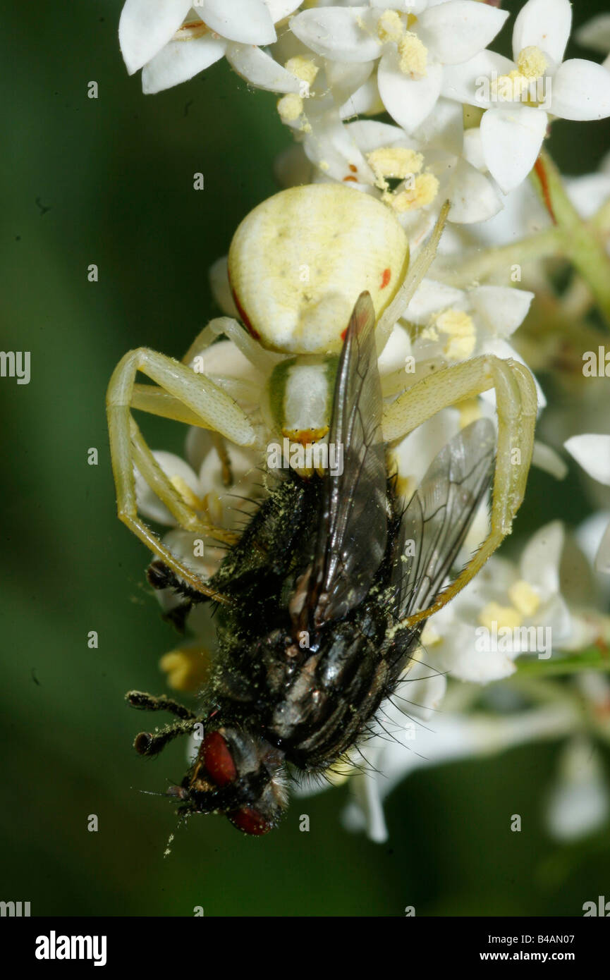 Goldenrod crab spider misumena vatia hi-res stock photography and