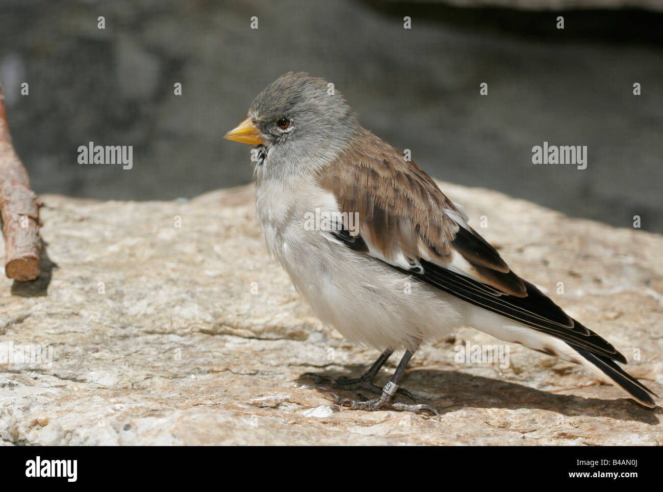 zoology / animals, avian / bird, passeriformes, White-winged Snowfinch (Mantifringilla nivalis), on stone, Lech Valley, Austria, distribution: Europe, Additional-Rights-Clearance-Info-Not-Available Stock Photo