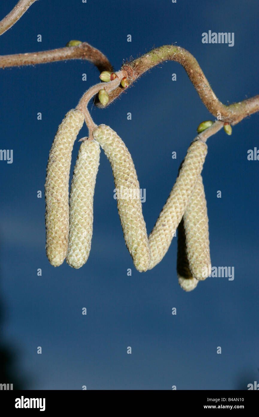 HAZEL CORYLUS AVELLANA visual data 3