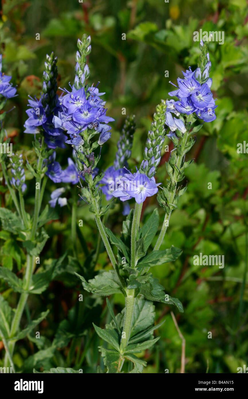 botany, Soeedwell (Veronica), Veronica Prostrata, blooms on shoot, Additional-Rights-Clearance-Info-Not-Available Stock Photo