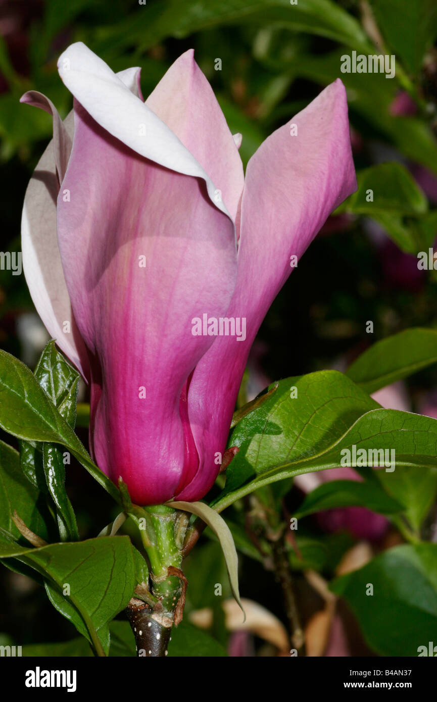 botany, Magnolia, (Magnolia), Lily magnolia, (Magnolia liliflora), flower head, Additional-Rights-Clearance-Info-Not-Available Stock Photo