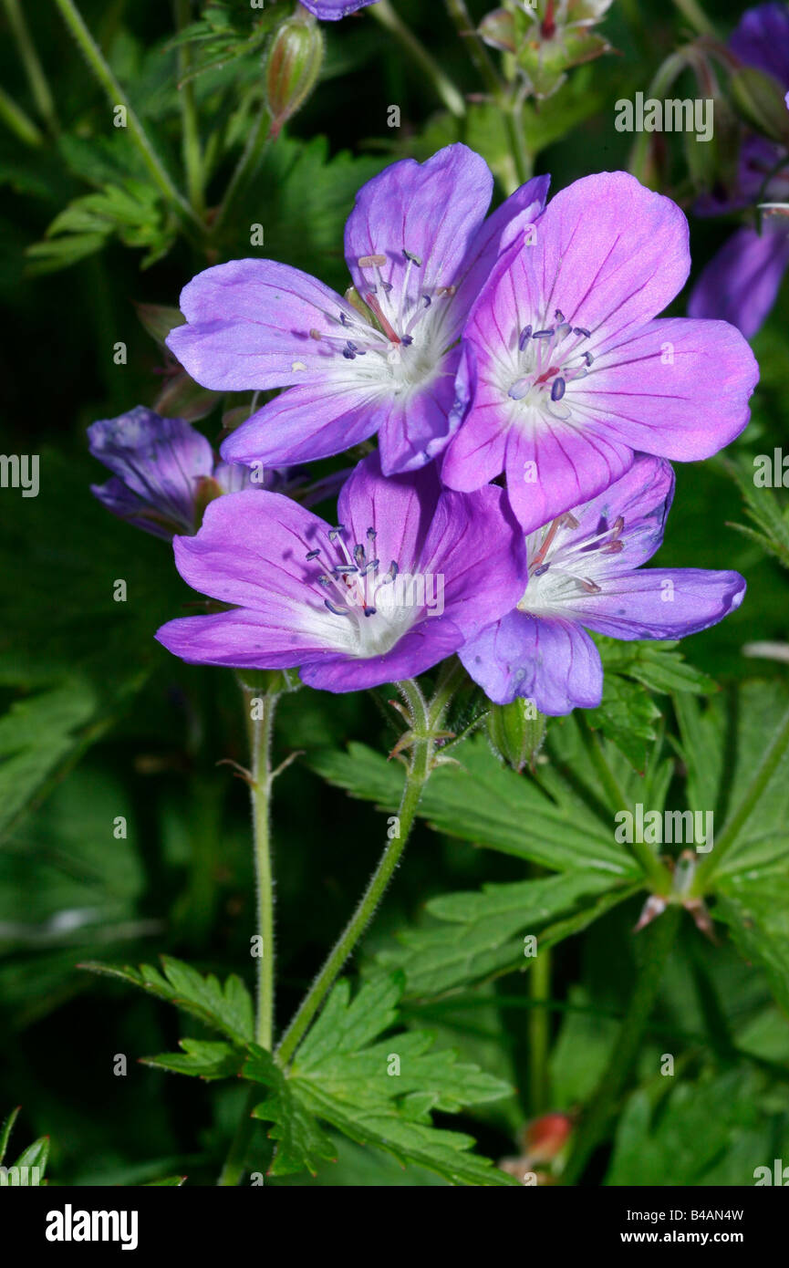 Geranium Botany botany, Geraniums, (Geranium), Wood Cranesbill, (Geranium sylvaticum ...