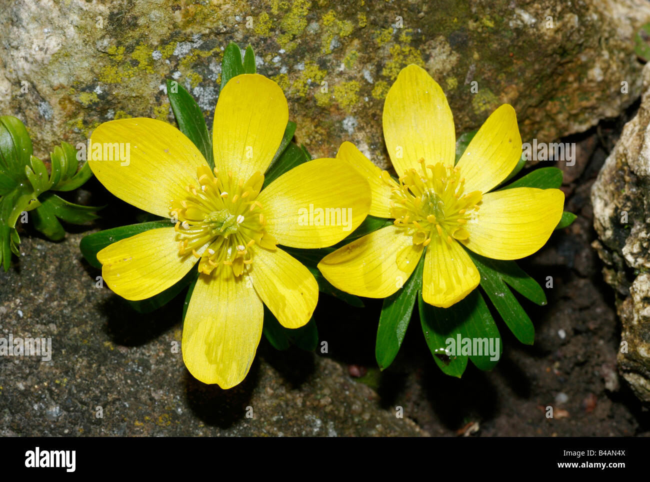 botany, Winter aconite, (Eranthis hyemalis), on ground, Additional-Rights-Clearance-Info-Not-Available Stock Photo