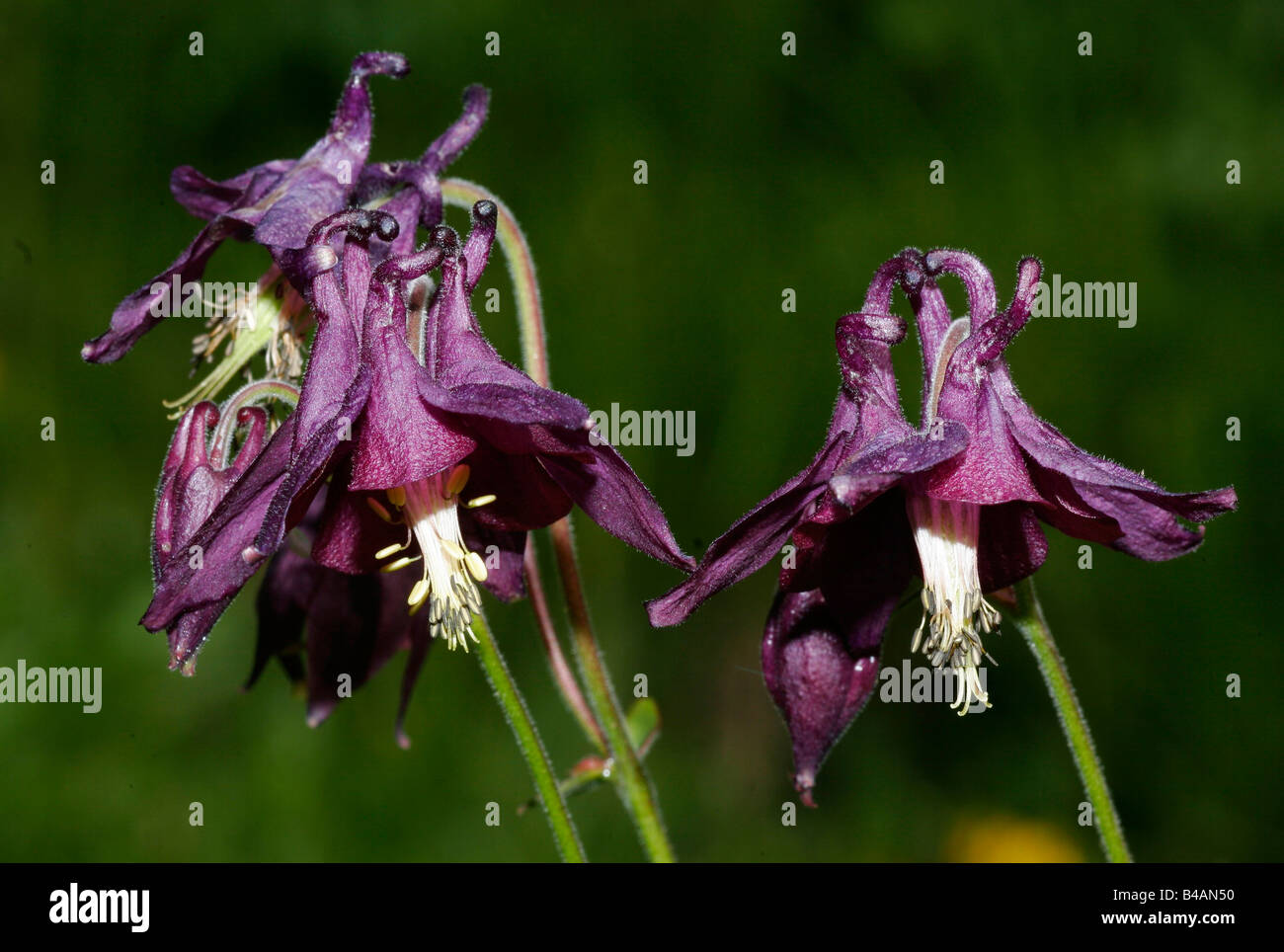 botany, Columbine, (Aquilegia), Common Columbine, (Aquilegia vulgaris), blossom, Additional-Rights-Clearance-Info-Not-Available Stock Photo