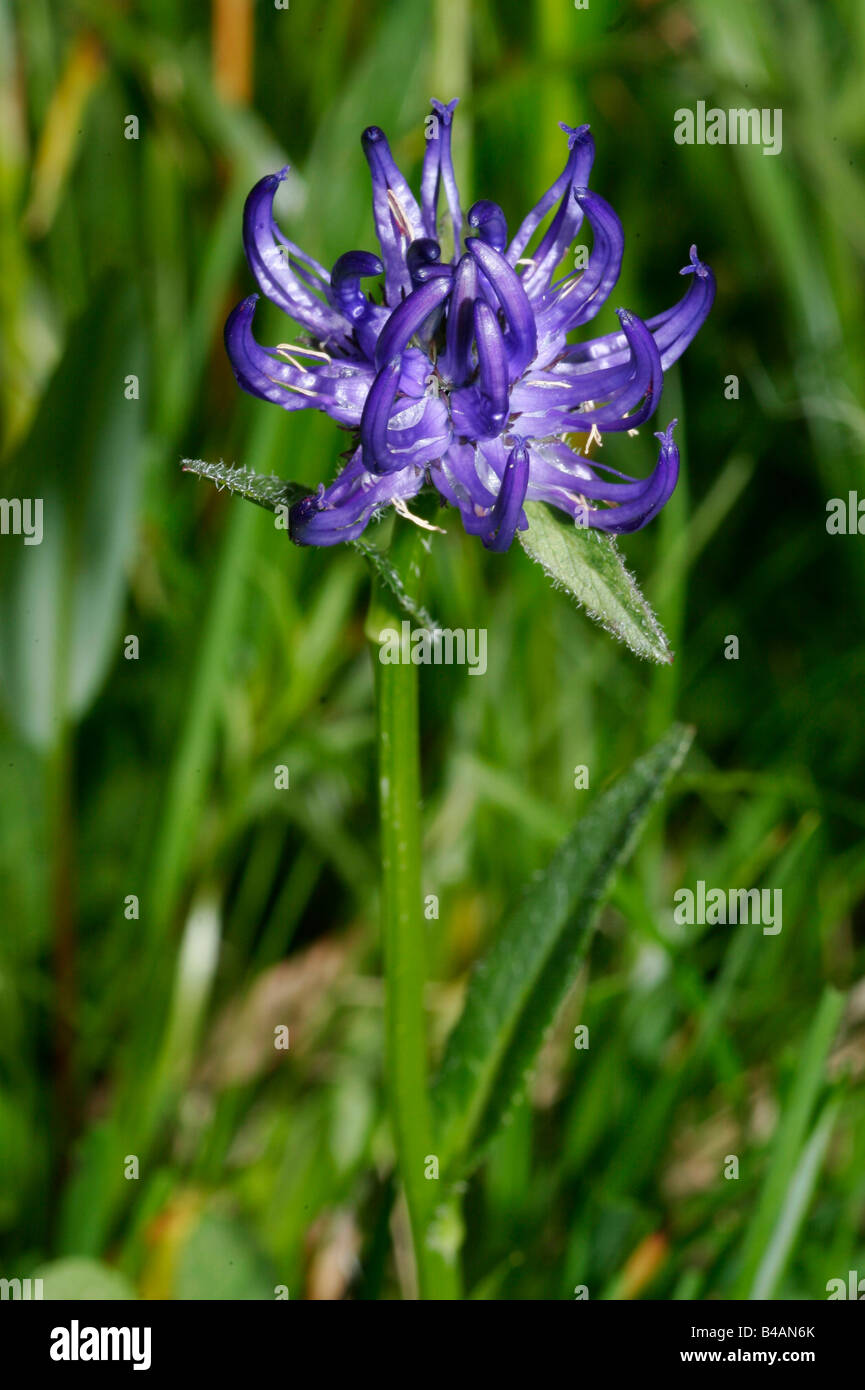 botany, Rampion, (Phyteuma), Round-headed Rampion, (Phyteuma orbiculare), blossoms, at shoot, Additional-Rights-Clearance-Info-Not-Available Stock Photo