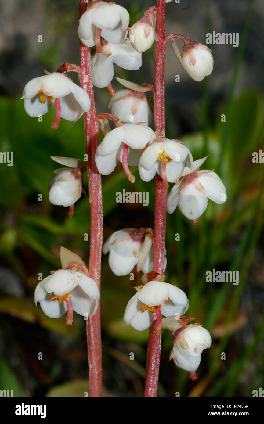 botany, wintergreen, (Pyrola), Round-leaved Wintergreen, (Pyrola rotundifolia), inflorescence, , Additional-Rights-Clearance-Info-Not-Available Stock Photo