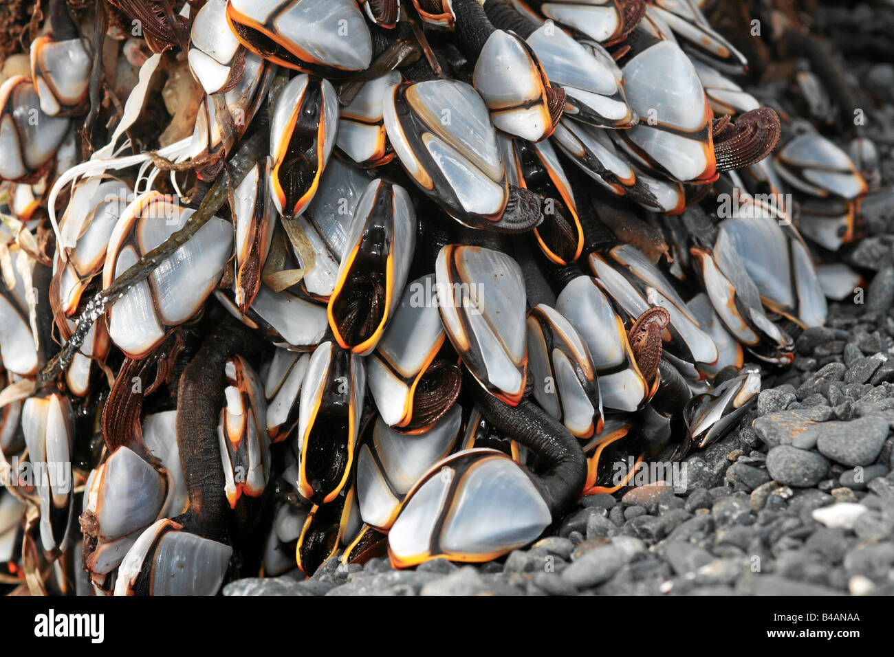 mussels kodiak  alaska usa Stock Photo