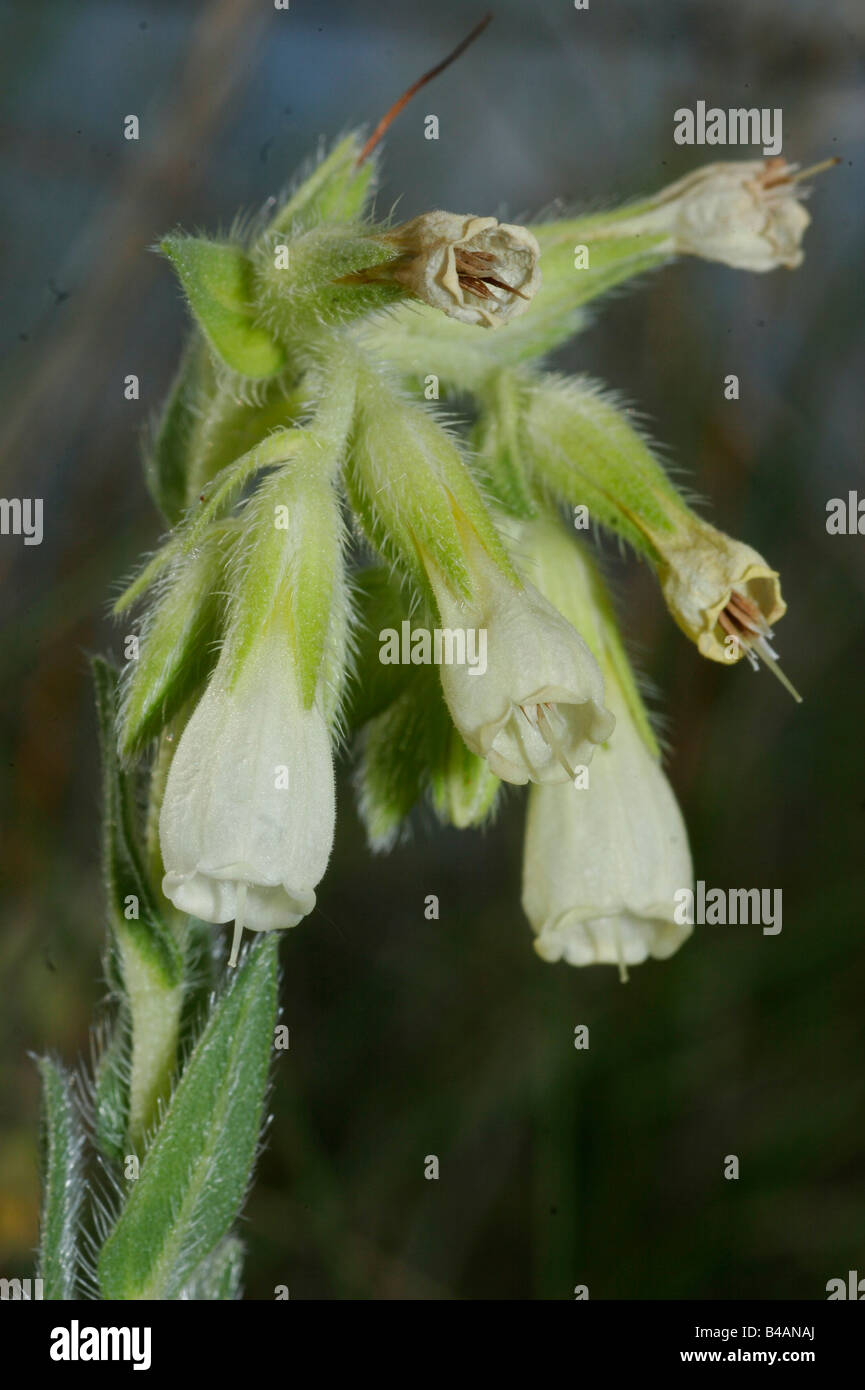 botany, Onosma, (Onosma), Onosma arenaria, blooms at shoot, Additional-Rights-Clearance-Info-Not-Available Stock Photo