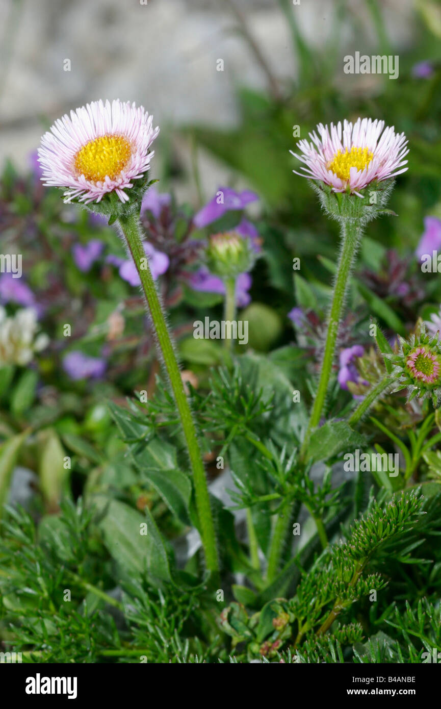 botany, Fleabane (Erigon), species 'Alpine Fleabane' (Erigon uniflorus), Additional-Rights-Clearance-Info-Not-Available Stock Photo
