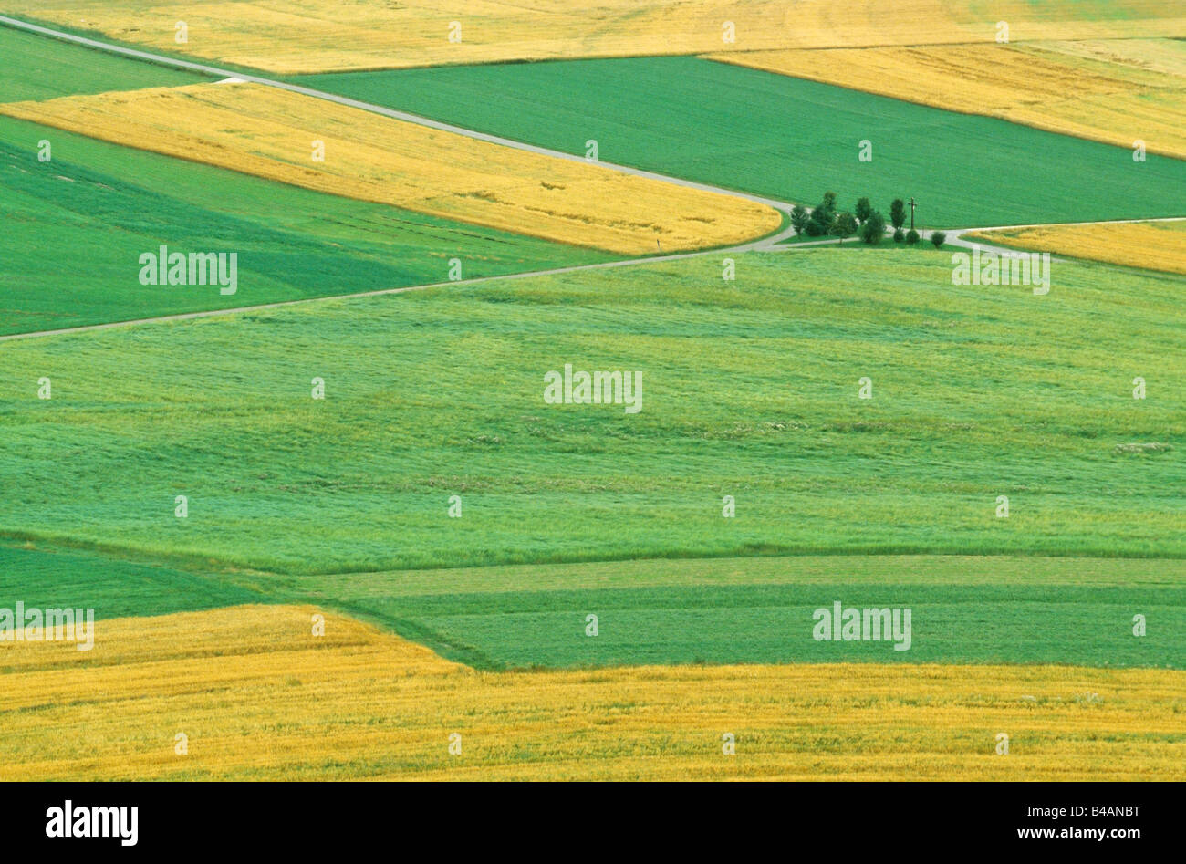 cornfield in summer germany Stock Photo