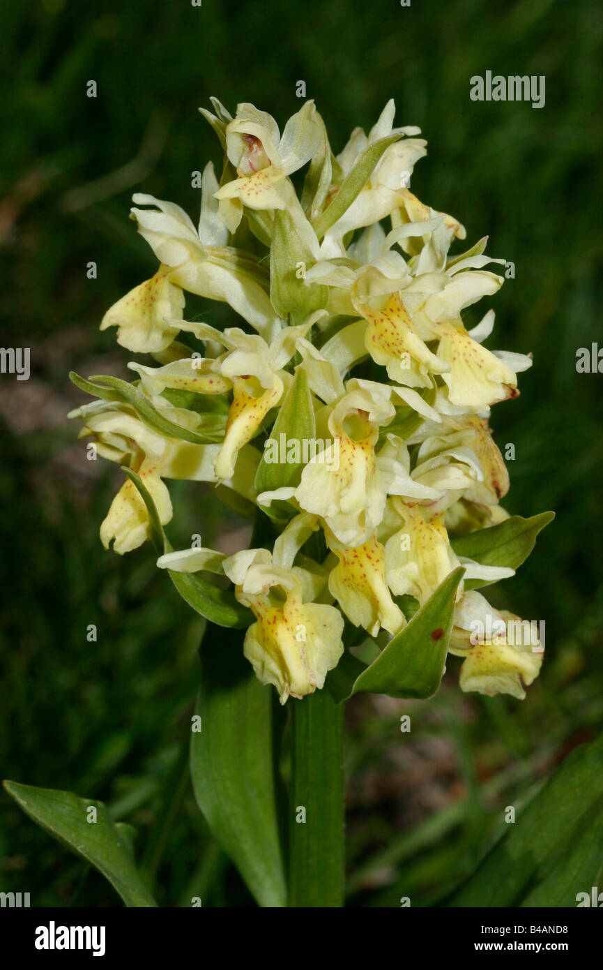 botany, orchis sambucina, blooms on shoot, Additional-Rights-Clearance-Info-Not-Available Stock Photo