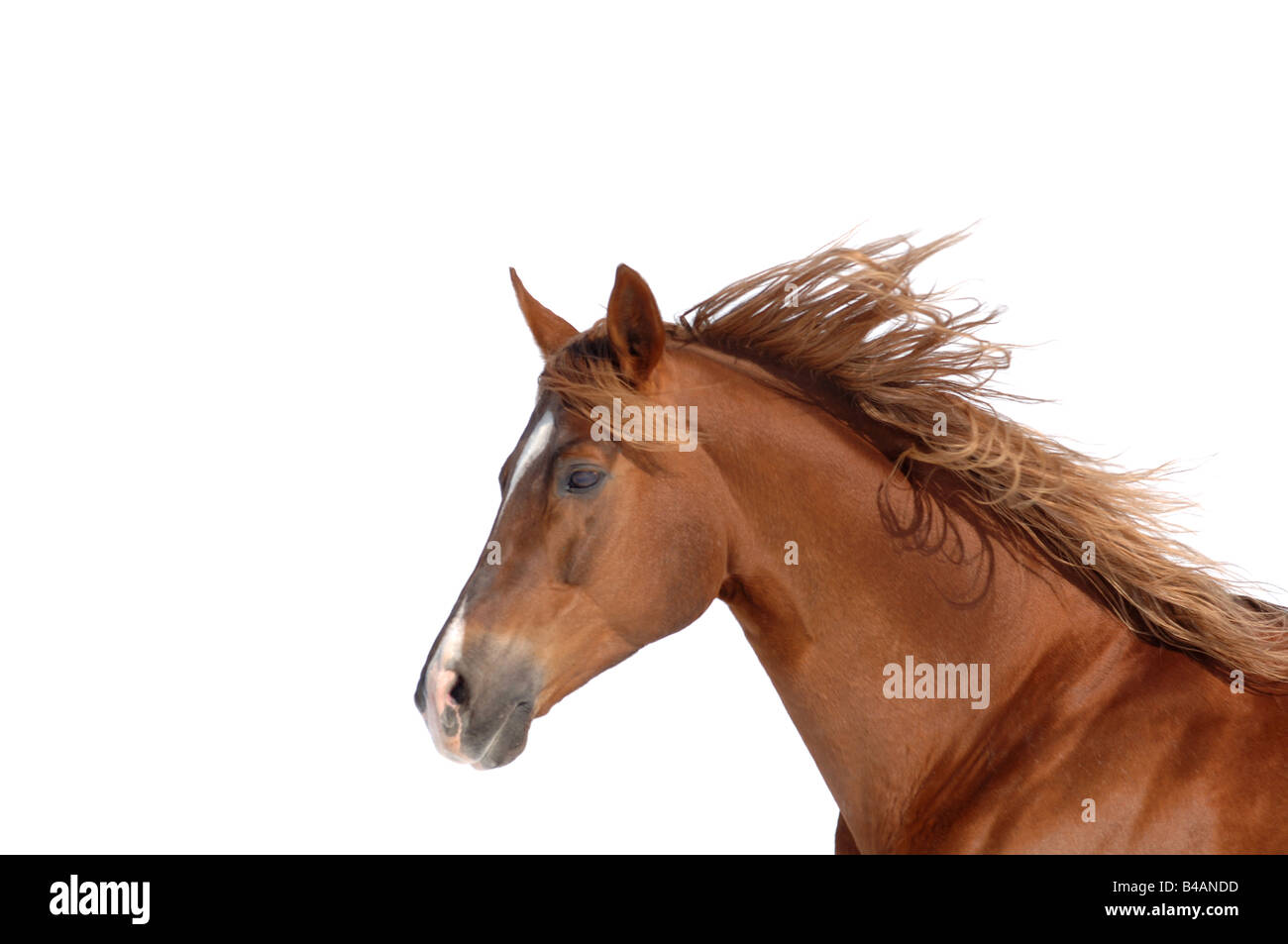russian thouroghbred russian arabian thoroughbred horse portrait Stock Photo