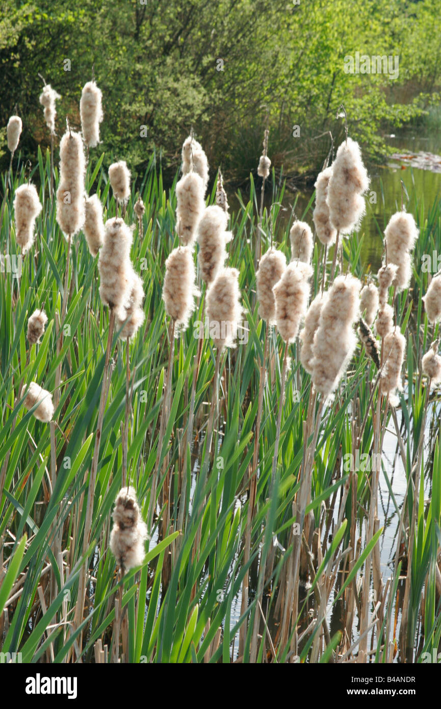 botany, bulrush, (Typha), Common Bulrush, (Typha latifolia), seed head, Additional-Rights-Clearance-Info-Not-Available Stock Photo