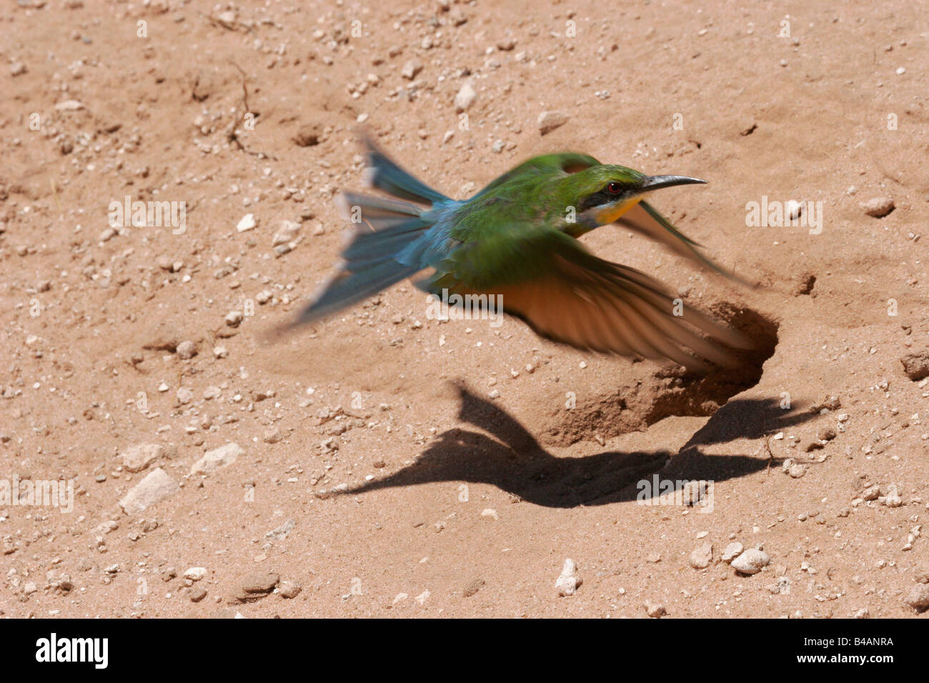blue tailed bee eater merops philippinus bea eater south africa Stock Photo
