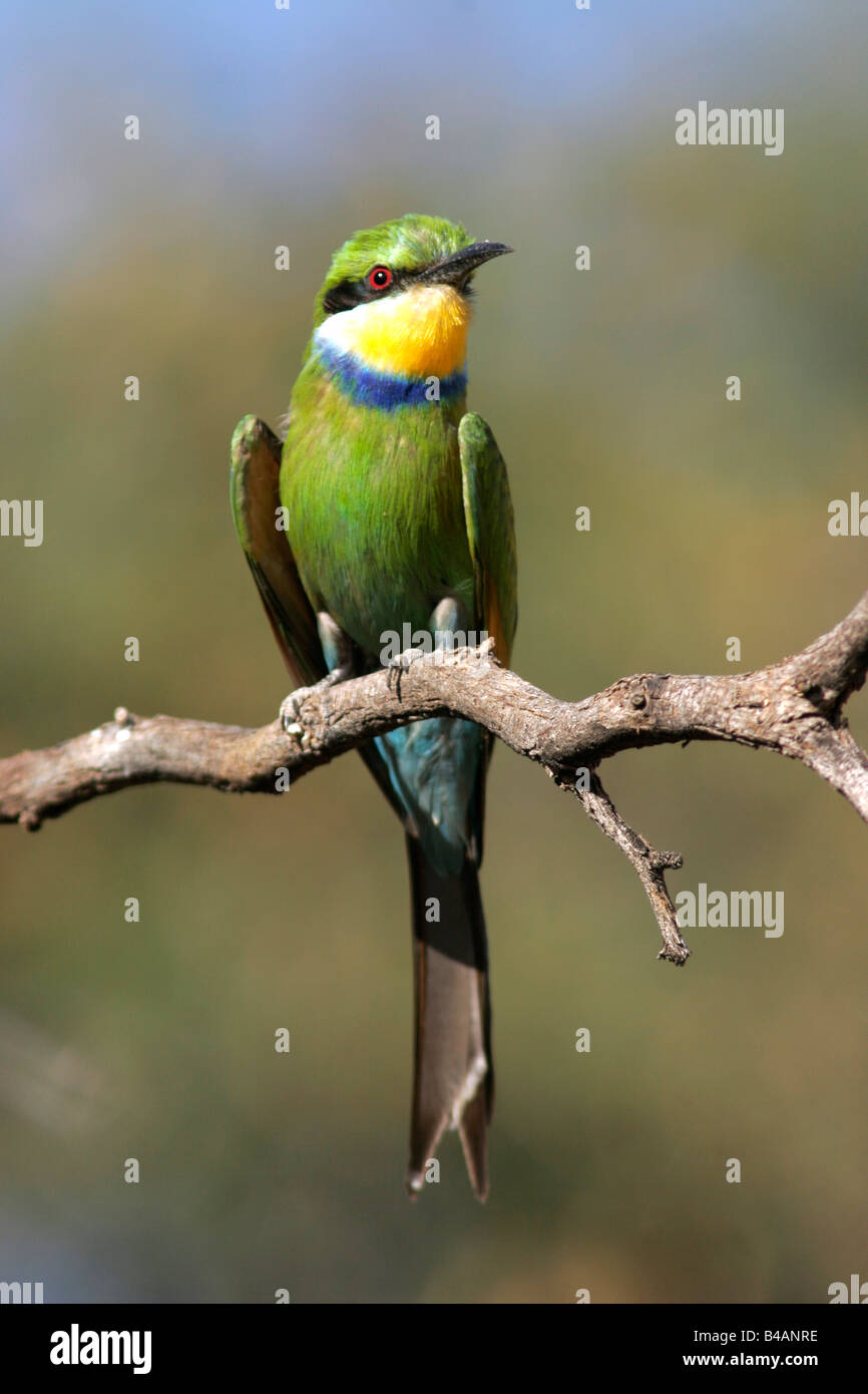 blue tailed bee eater merops philippinus bea eater south africa Stock Photo