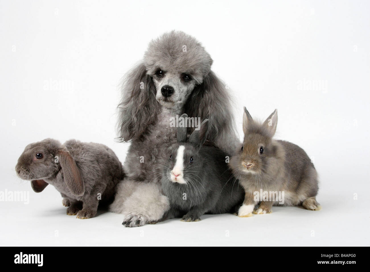 Minature Poodle silver with young Dwarf Rabbit Lion maned Dwarf Rabbit ...