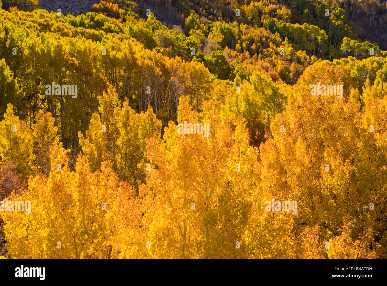 Backlight on fall aspens along Creek Inyo National Forest Sierra