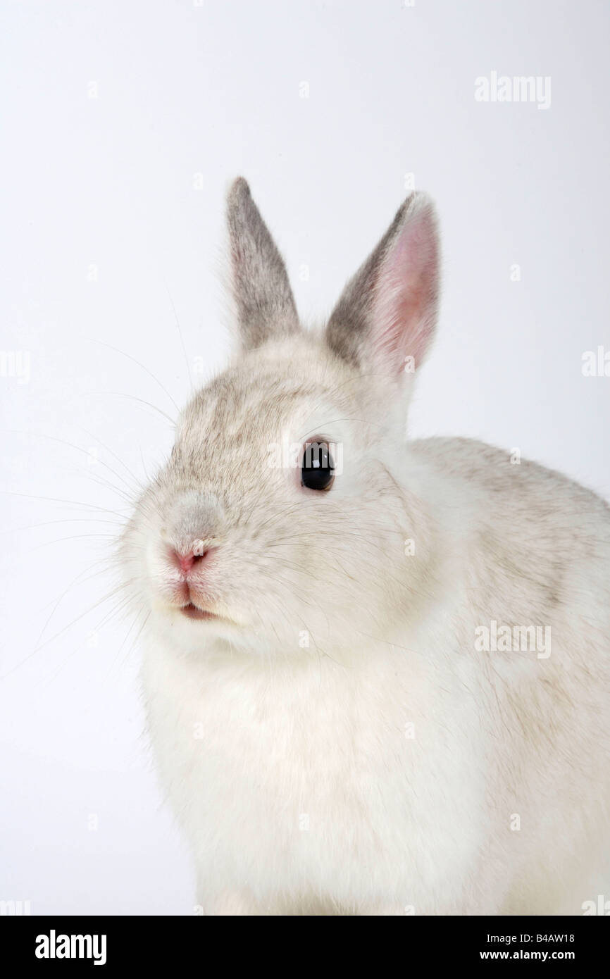 Satin Dwarf Rabbit Domestic Rabbit Stock Photo