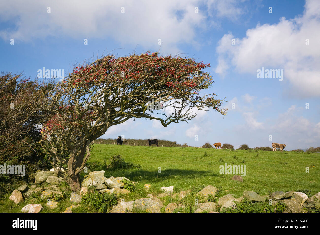 UK. Windblown Hawthorn bush with berries on field boundary Stock Photo