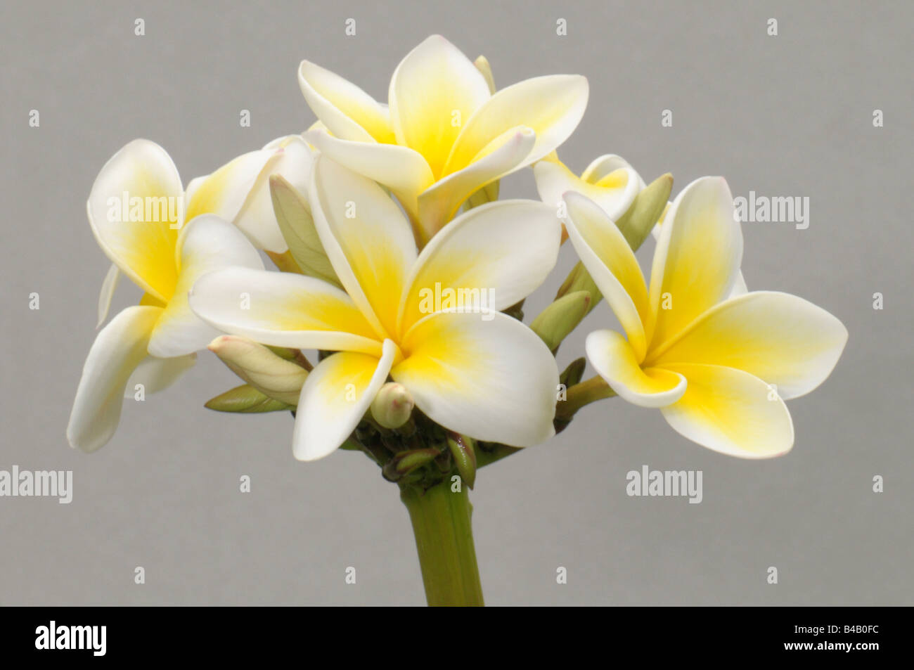 White Frangipani, West Indian Jasmine (Plumeria alba), flowers Stock Photo Alamy