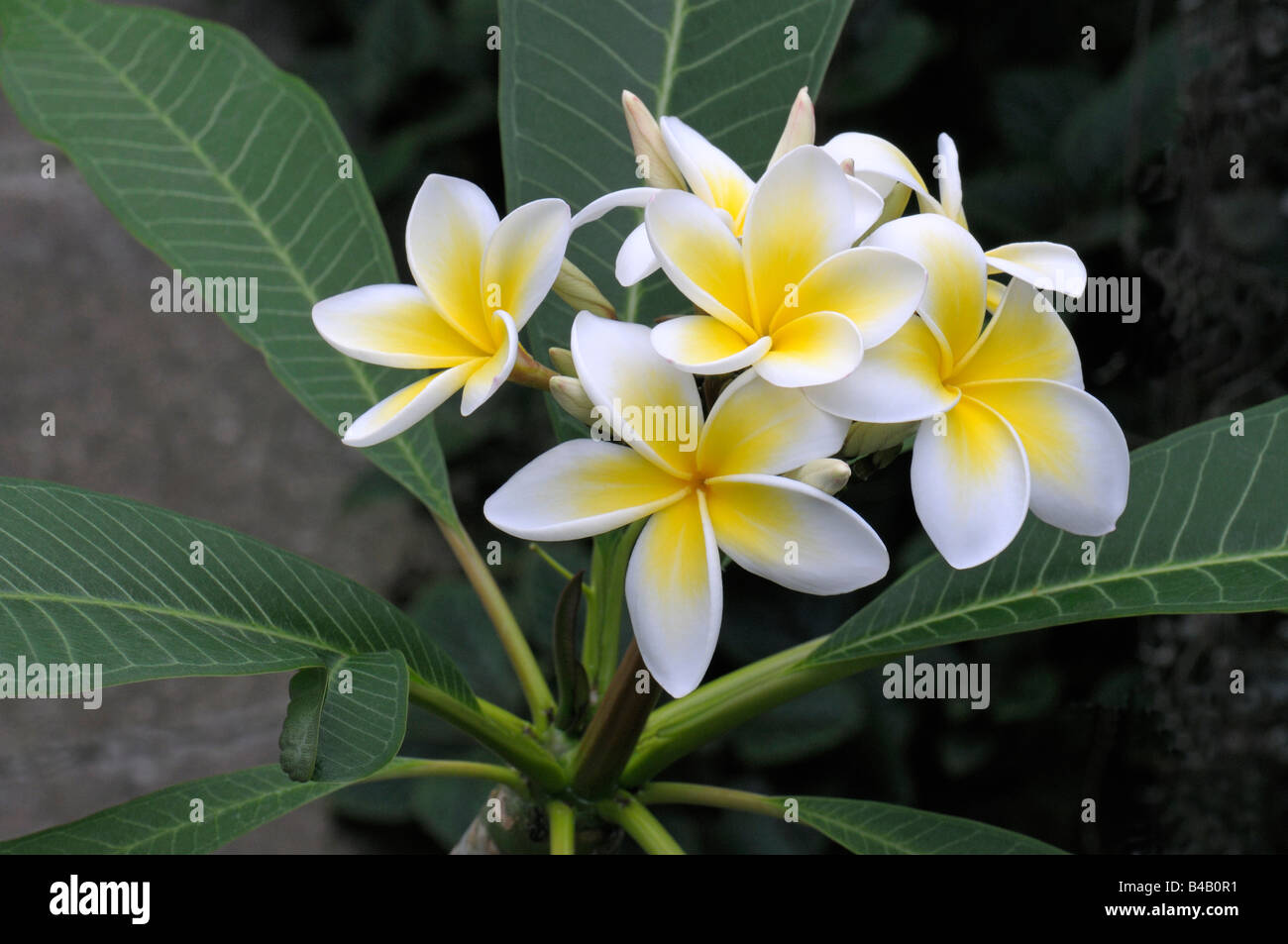 White Frangipani, West Indian Jasmine (Plumeria alba), flowering twig Stock Photo