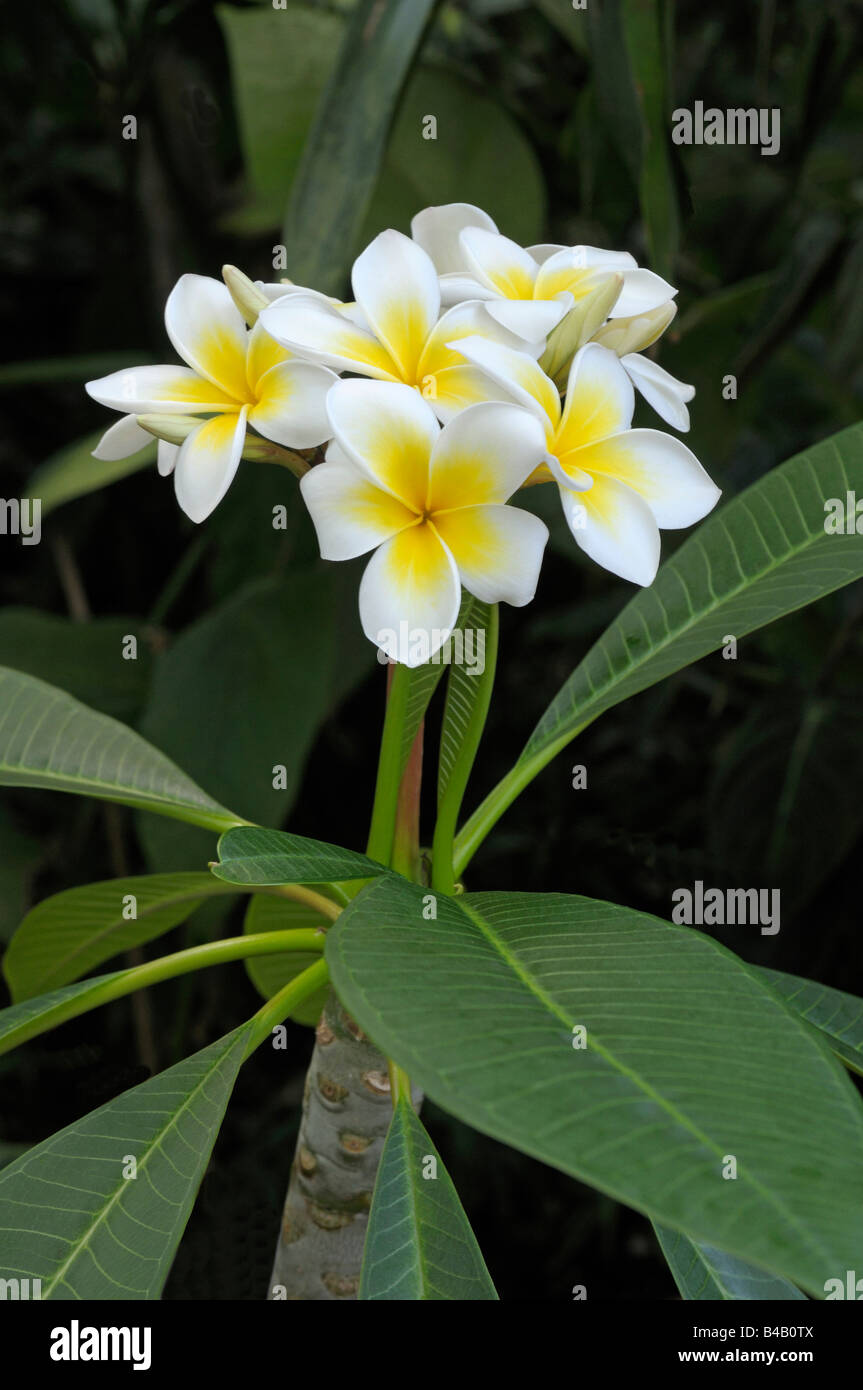 White Frangipani, West Indian Jasmine (Plumeria alba), flowering Stock Photo