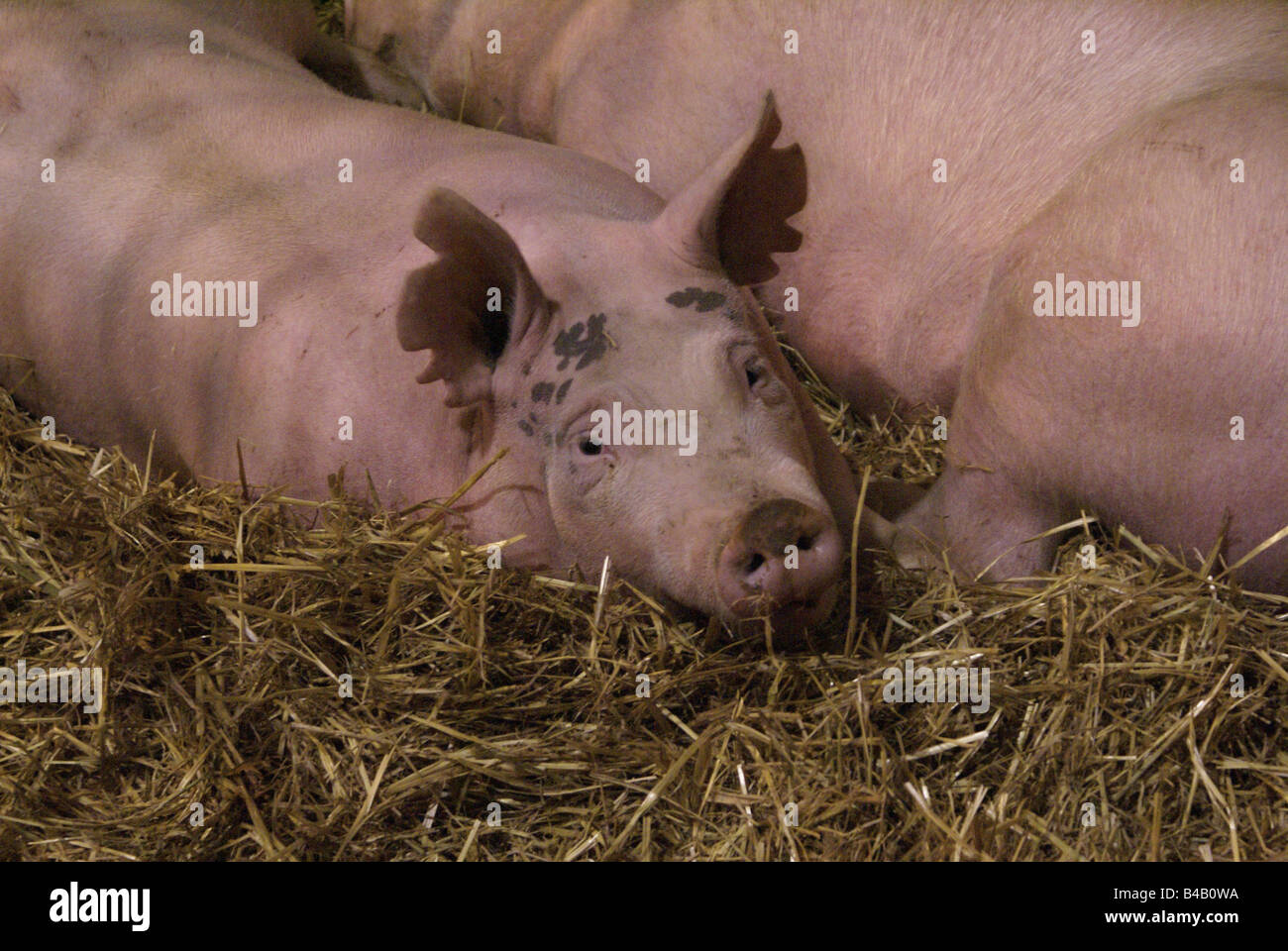 Two hogs relax in a pen at a livestock show Stock Photo - Alamy
