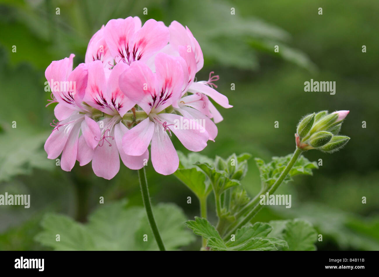Pelargonium sweet mimosa hires stock photography and images Alamy