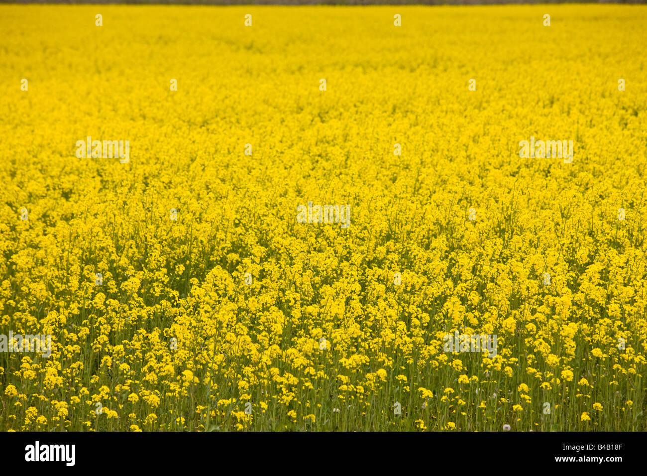 Bright yellow canola blooms, Brassica rapa l, in the Blue Mountain district of Ontario, Canada. Stock Photo