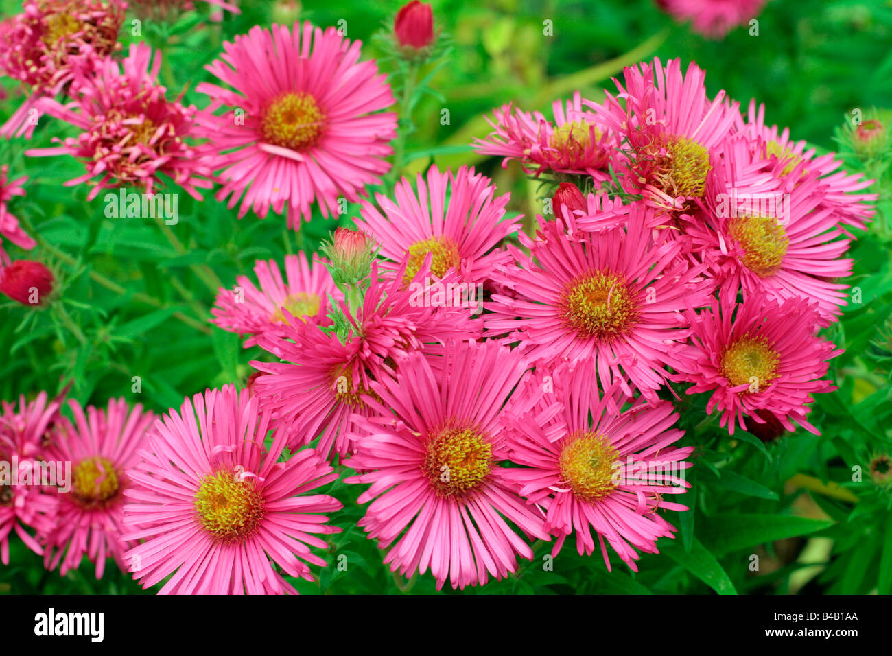 ASTER NOVAE ANGLIAE ANDENKEN AN ALMA POTSCHKE Stock Photo