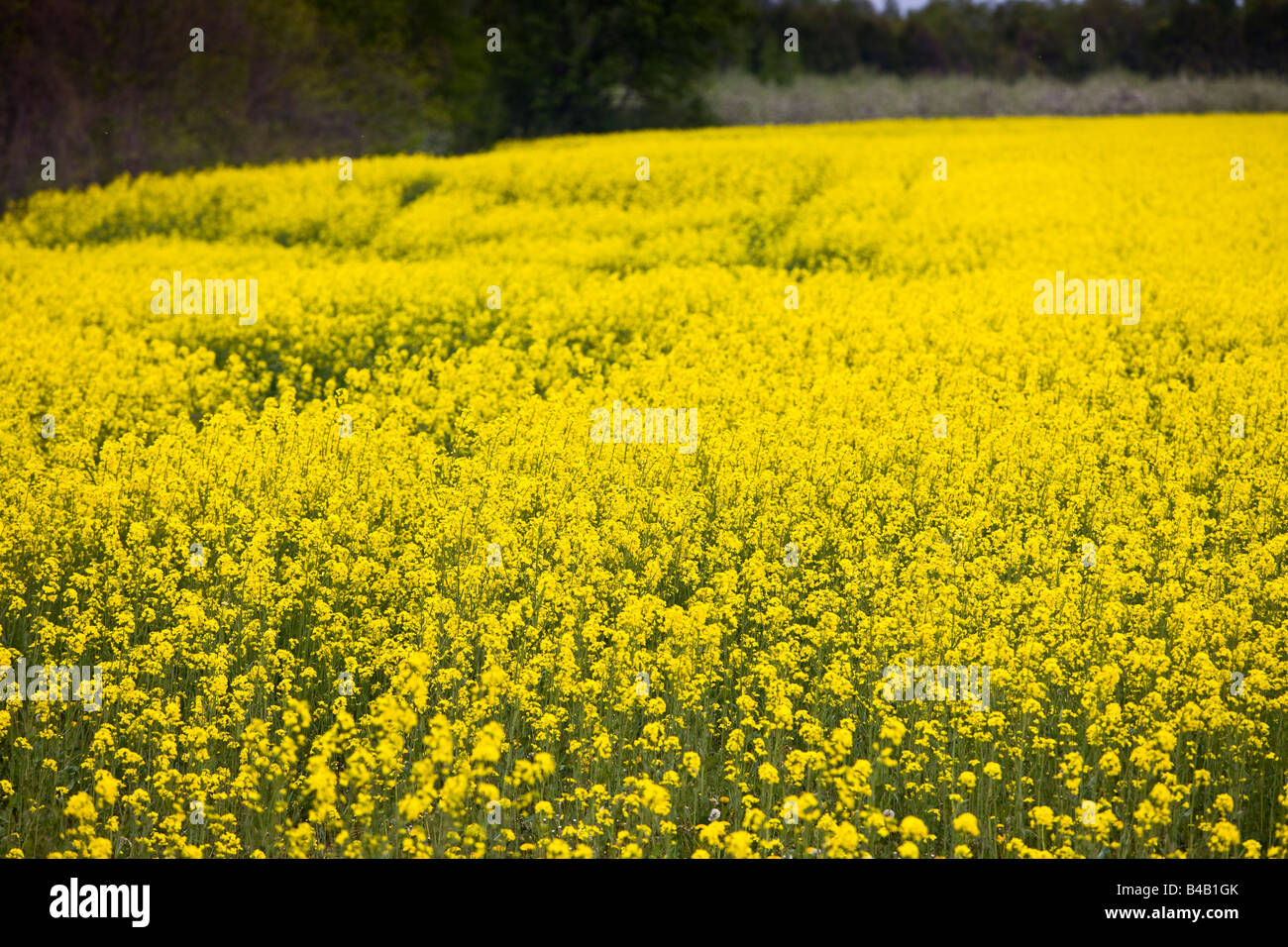 Bright yellow canola blooms, Brassica rapa l, in the Blue Mountain district of Ontario, Canada. Stock Photo