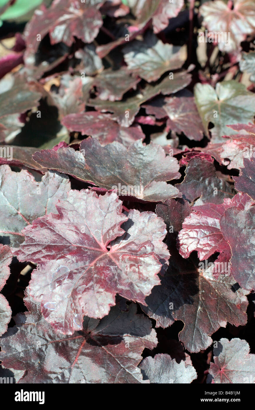 nyjah 2 dark obsidian