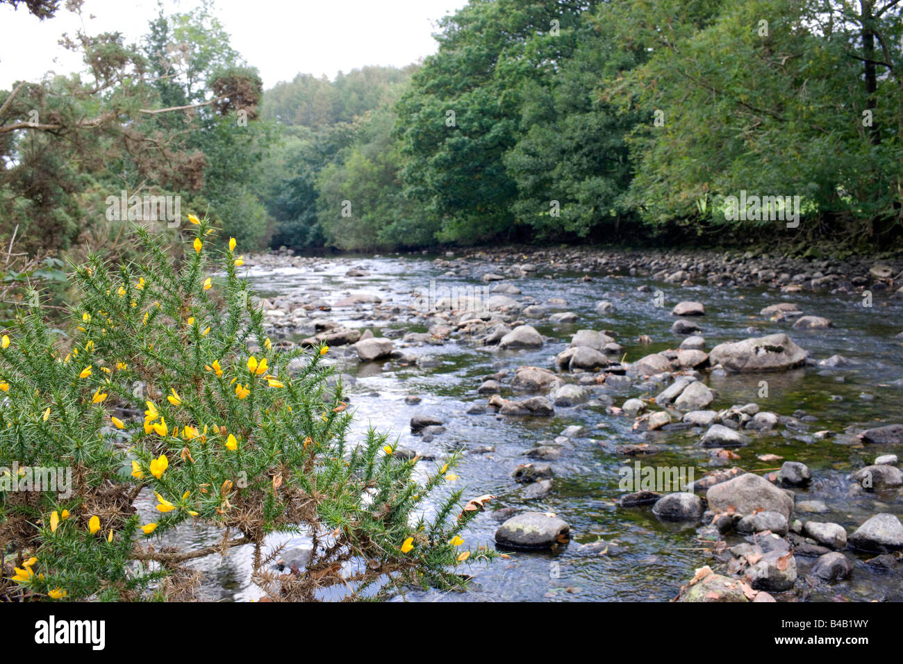 Yellow Gorse by a river in The Eskdale Valley in The English Lake District Stock Photo