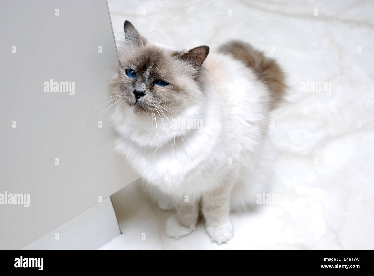 Cat scratching an itch on kitchen cupboard Stock Photo Alamy