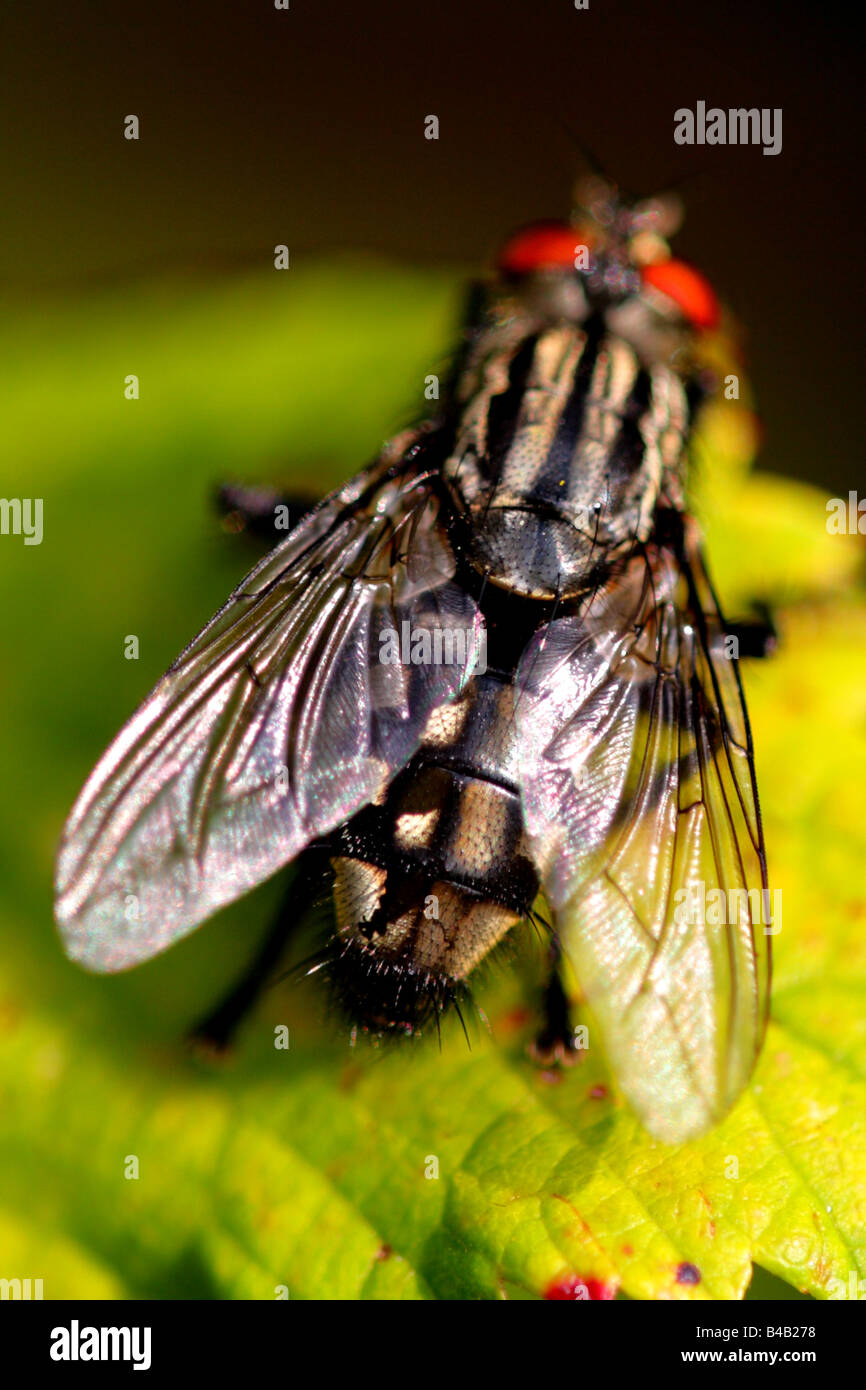 Flesh Fly (Sarcophaga carnaria) Stock Photo