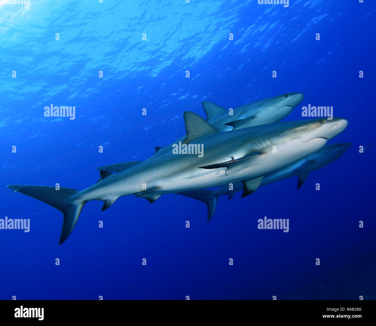 interestingとは 意味・読み方・使い方 visual data 6