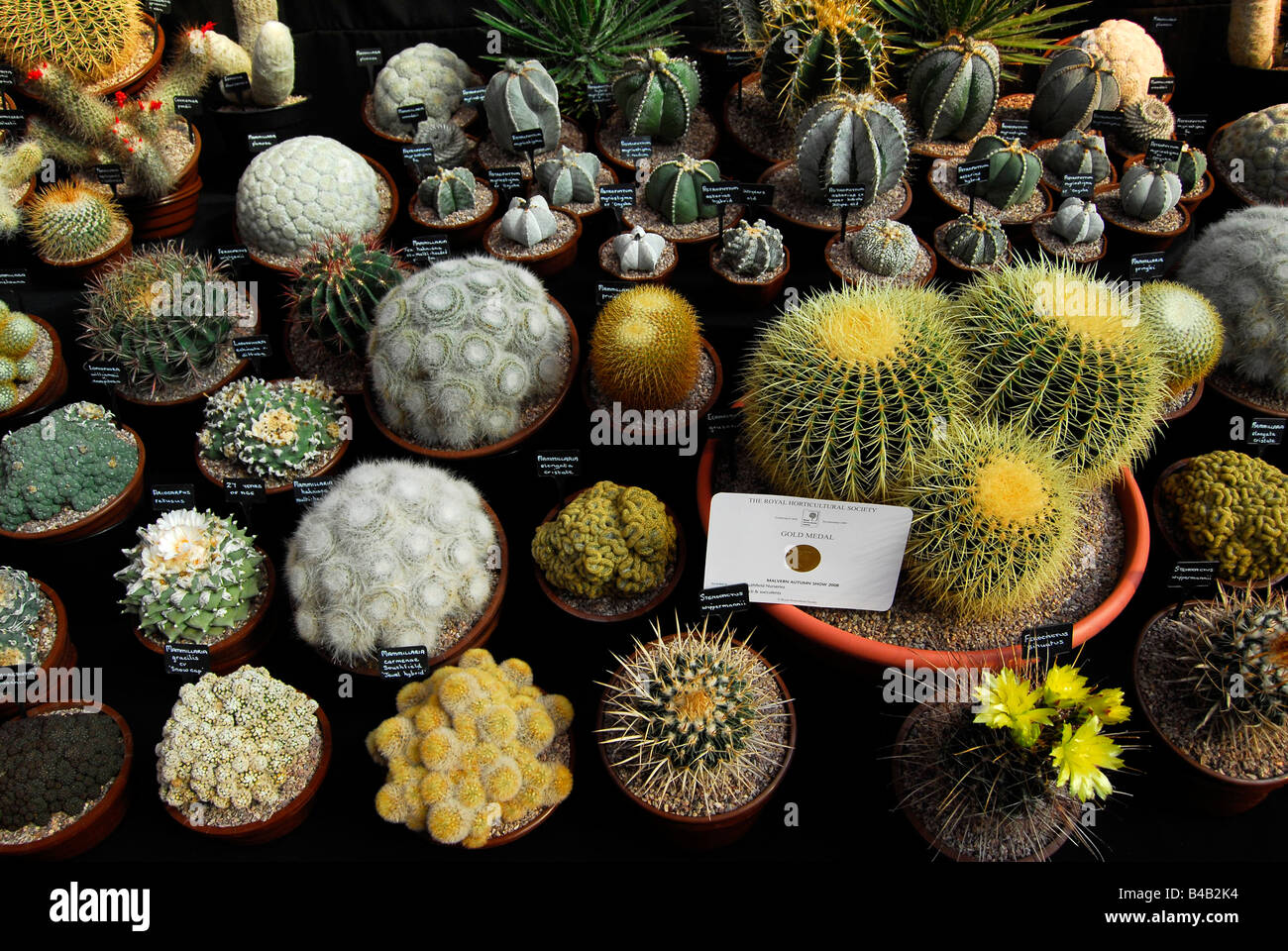 Collection of cacti and succulent plants Stock Photo Alamy