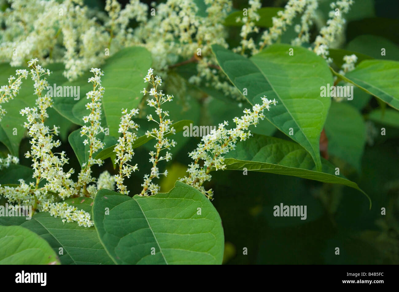 Japanese Knotwood or Fallopia japonica in blossom in September Stock Photo