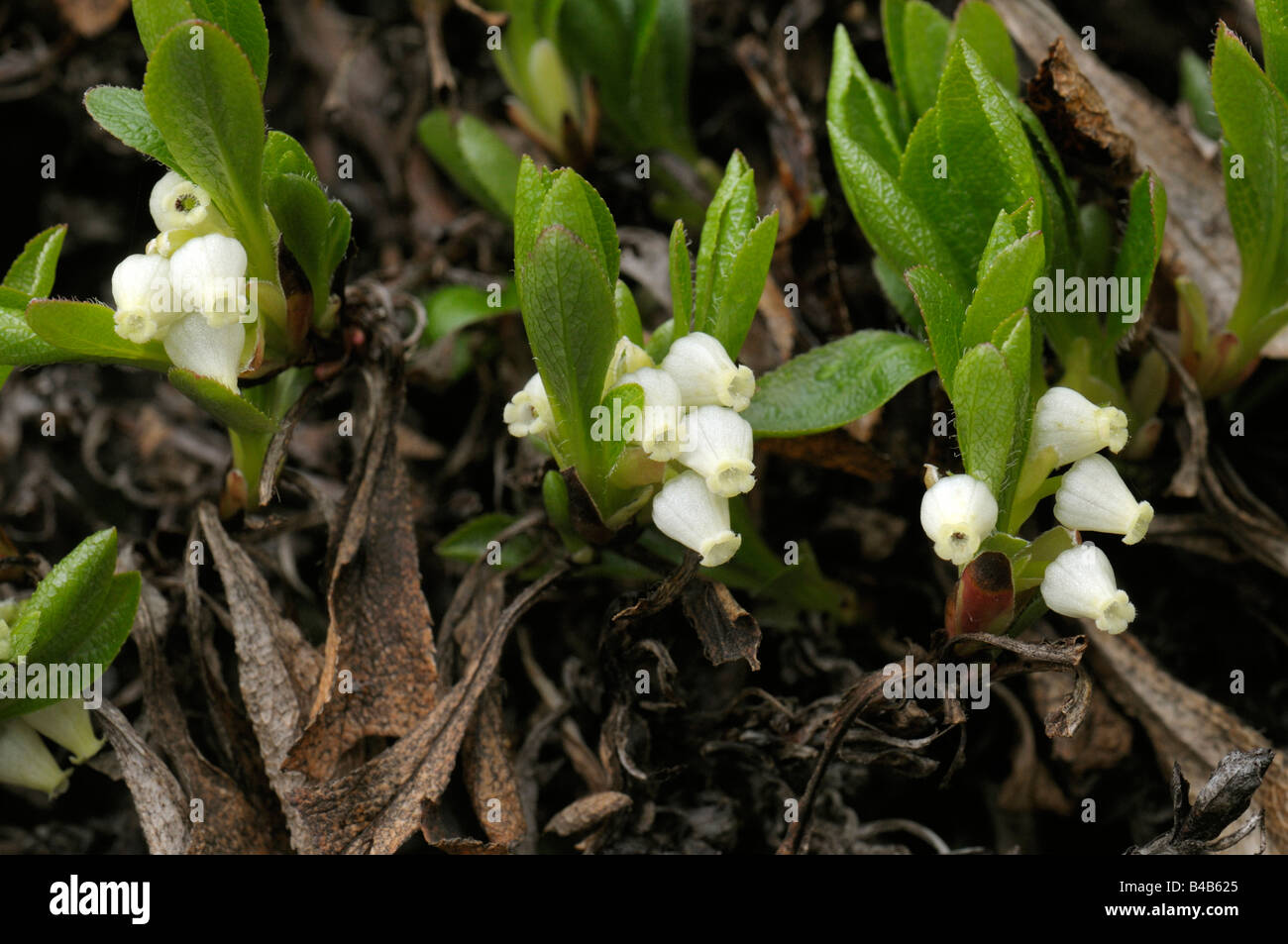 Alpine Bearberry, Mountain Bearberry, Black Bearberry (Arctostaphylos alpina), flowering Stock Photo